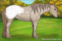 Horse Color:Classic Champagne Snowcap 