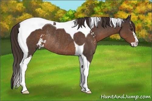 Horse Color: Liver Chestnut Sabino Tobiano Rabicano 