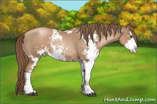 Horse Color: Liver Chestnut Pearl Sabino 