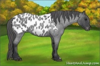 Horse Color:Blue Roan Near Leopard 