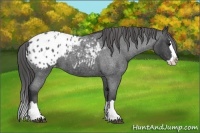 Horse Color:Blue Roan Splash Appaloosa 