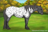 Horse Color:Blue Roan Appaloosa 