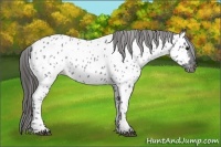 Horse Color:Blue Roan Near Leopard 