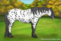 Horse Color:Blue Roan Near Leopard 