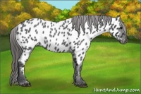 Horse Color:Blue Roan Near Leopard 
