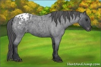 Horse Color:Blue Roan Appaloosa 