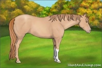 Horse Color:Gold Champagne 