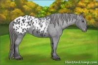 Horse Color:Blue Roan Blanket 