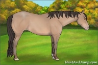Horse Color:Amber Champagne 