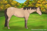 Horse Color:Amber Champagne 