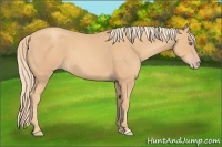 Horse Color:Gold Champagne 