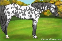 Horse Color:Blue Roan Appaloosa 
