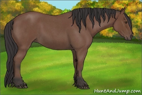 Horse Color:Bay Roan 
