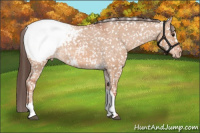 Horse Color:Bay Dun Appaloosa Rabicano 