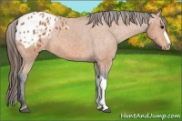 Horse Color:Bay Appaloosa 