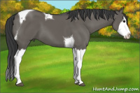 Horse Color:Grullo Splash Tobiano