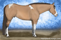 Horse Color:Bay Dun Splash Tobiano 
