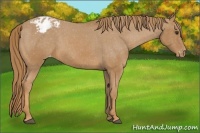 Horse Color:Chestnut Appaloosa 