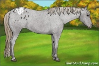 Horse Color:Smoky Black Blanket 