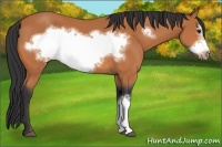 Horse Color:Bay Frame 