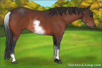 Horse Color:White Spotted Brown 