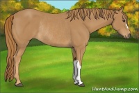 Horse Color:Chestnut Rabicano 