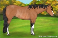 Horse Color:Bay Rabicano 