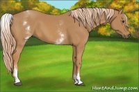 Horse Color:White Spotted Chestnut 