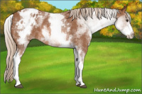 Horse Color:White Spotted Liver Chestnut Appaloosa 