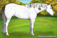 Horse Color:Grullo Splash Tobiano