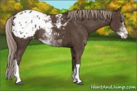 Horse Color:Liver Chestnut Sabino Appaloosa 