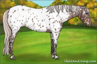 Horse Color:Silver Brown Near Leopard 