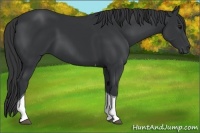 Horse Color:Black Tobiano 