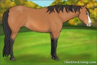 Horse Color:Bay Splash 