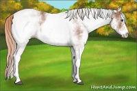 Horse Color:White Spotted Chestnut 