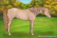 Horse Color:Gold Champagne 