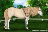Horse Color:Gold Champagne Dun Splash 