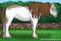 Horse Color:Chestnut Ice Splash Frame