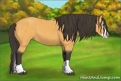 Horse Color: Buckskin Splash 