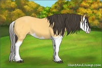 Horse Color:Buckskin Splash 