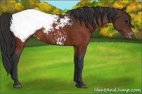 Horse Color:Brown Appaloosa 