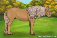 Horse Color:Palomino 