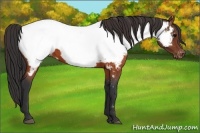 Horse Color:Brown Appaloosa