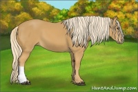 Horse Color:Palomino 
