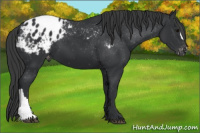 Horse Color:Brown Appaloosa 