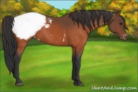Horse Color:Brown Appaloosa 