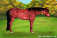 Horse Color:ERROR: UNKNOWN ANOMALY