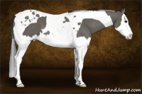 Horse Color:Grullo Splash Tobiano