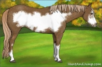 Horse Color:Chocolate Palomino Frame 