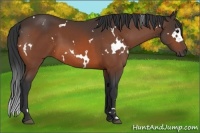 Horse Color:White Spotted Bay 